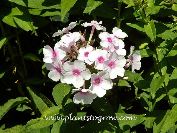 Phlox Miss Holland